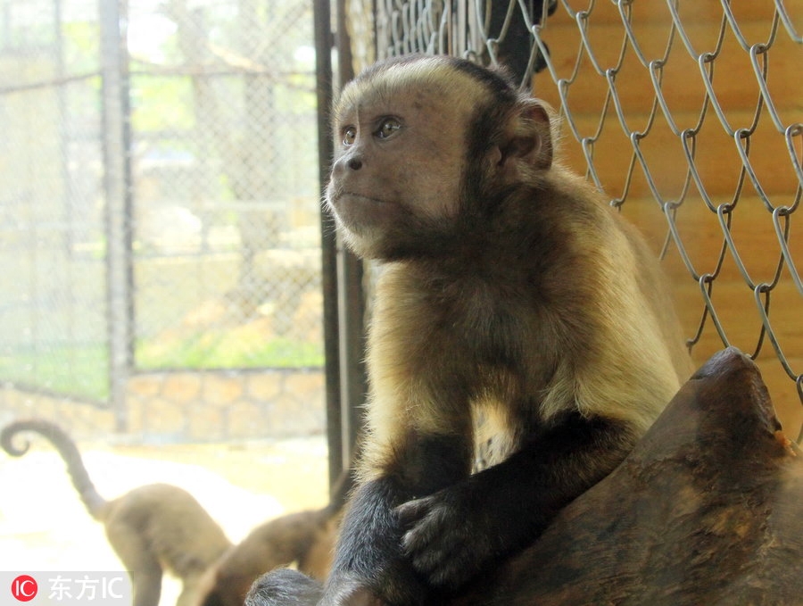 东莞有只猴子长成人脸 游客怀疑:会不会进化成人类?