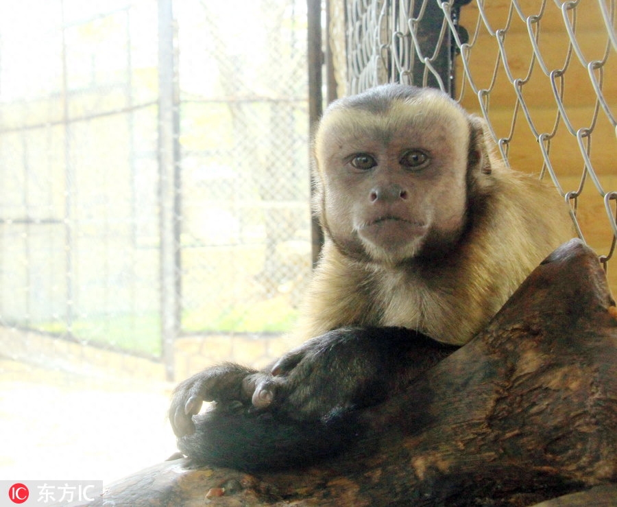 东莞有只猴子长成人脸 游客怀疑:会不会进化成人类?