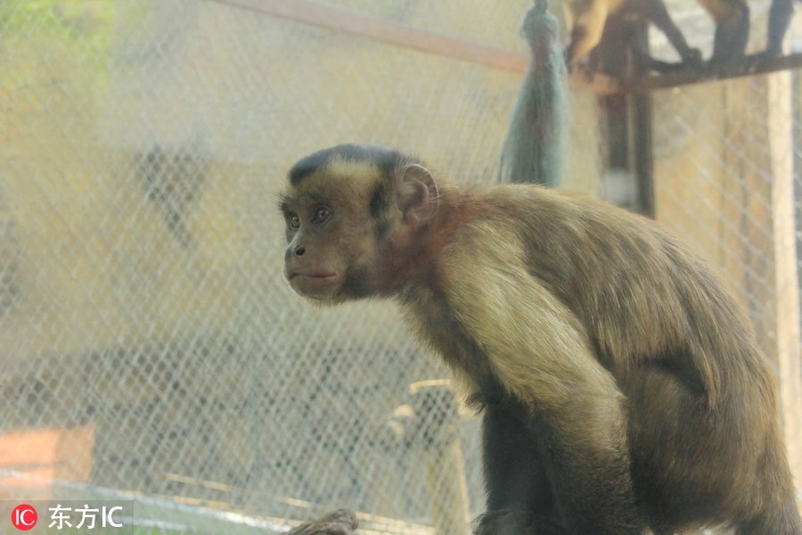 东莞有只猴子长成人脸 游客怀疑:会不会进化成人类?