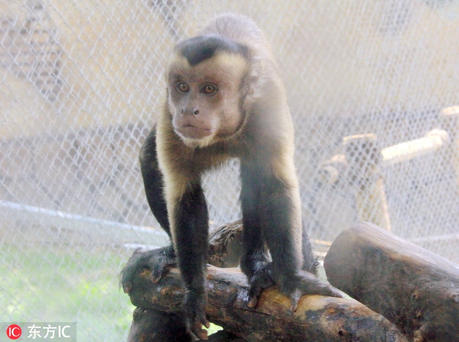 东莞有只猴子长成人脸 游客怀疑:会不会进化成人类?