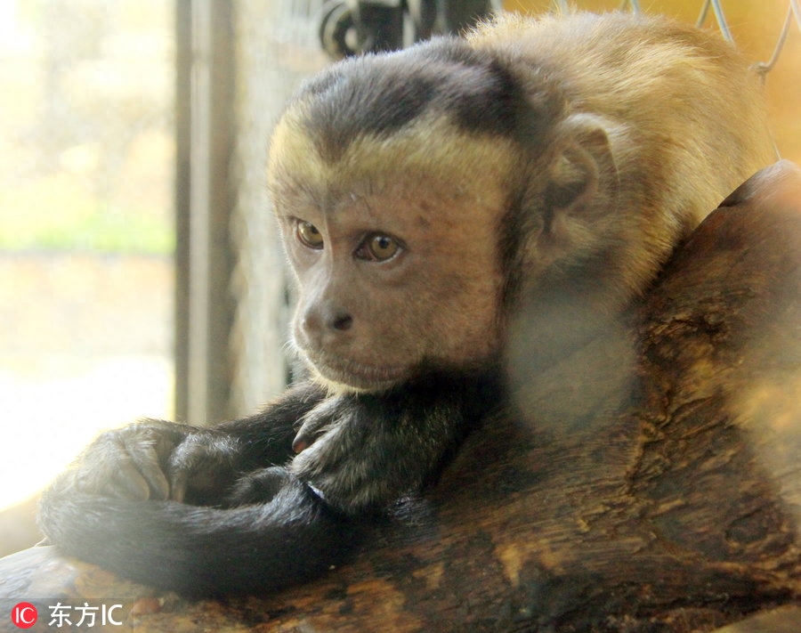 东莞有只猴子长成人脸 游客怀疑:会不会进化成人类?