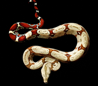 ​物种百科：红尾蚺