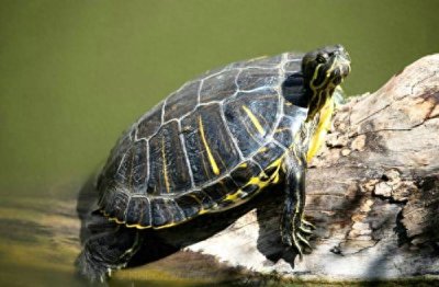 ​小乌龟死了1天，能救活吗？