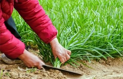 ​韭菜几月份种最佳怎样种最好？