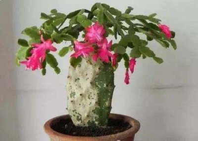 ​刚剪下来的仙人掌怎么种 仙人掌这样嫁接，接上就能活，花开十多年