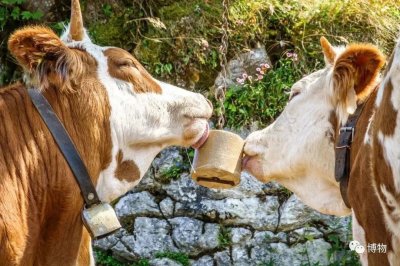 ​关于补充电解质，大自然可比我们有经验多了