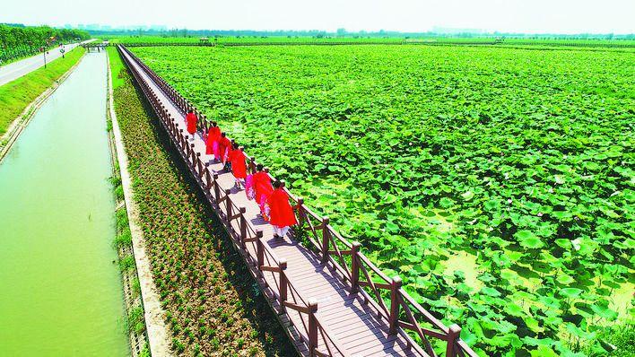 2、百里荷花长廊