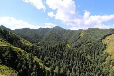 ​非法盗采我国重点保护物种，涉案外籍人员被依法驱逐出境