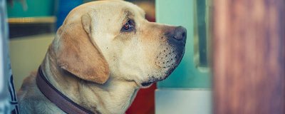 ​狗狗打育苗每针间隔几天 狗狗打疫苗每针间隔多长时间