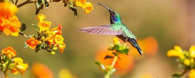 ​啄花鸟的特点 啄花鸟叫声