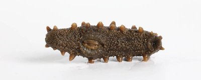 ​海参属于发物吗 海参属于发物吗,顺产后吃好不好