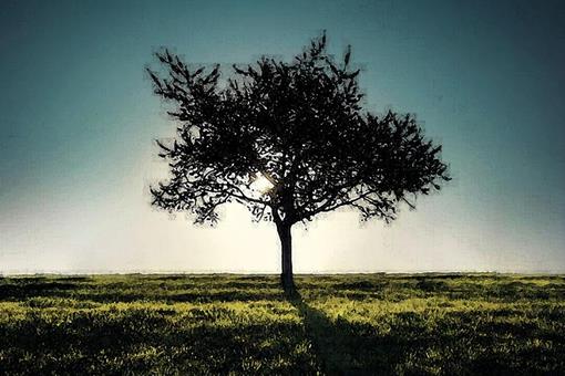 锡伯族的祈年树是什么?自然崇拜的遗俗