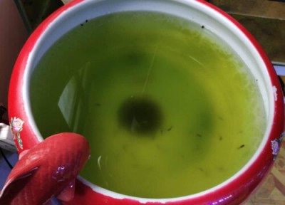 ​鱼缸青苔怎么清除最快（养鱼池水发绿的解决办法）