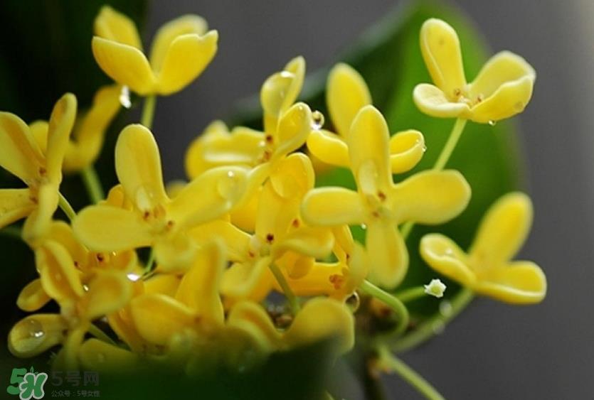 新鲜桂花怎么清洗？新鲜桂花可以冷冻吗？