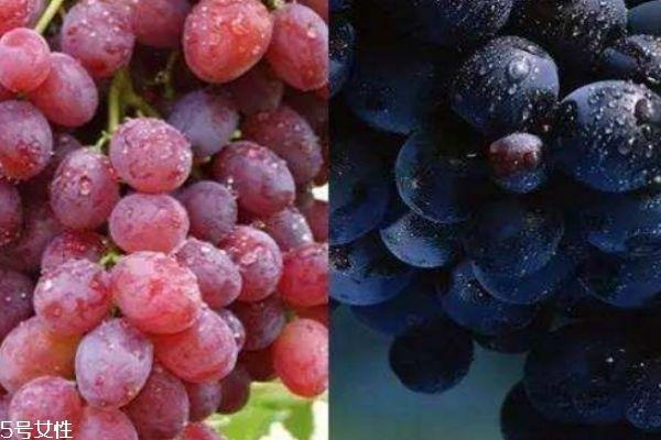 葡萄和提子的区别 多吃葡萄的好处 葡萄和提子的区别 多吃葡萄的好处