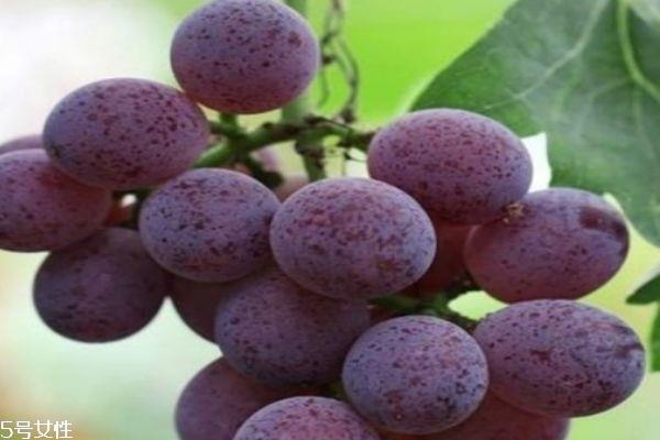 葡萄和提子的区别 多吃葡萄的好处 葡萄和提子的区别 多吃葡萄的好处