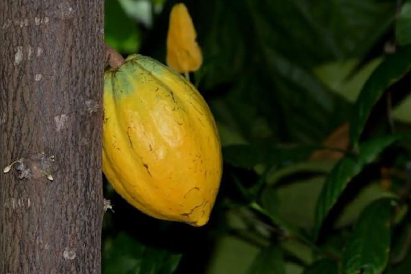 可可果是咖啡豆吗 可可果和咖啡豆的区别 可可果是咖啡豆吗 可可果和咖啡豆的区别