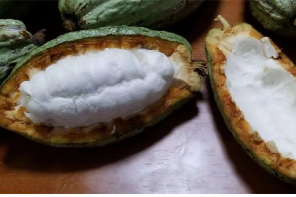 可可果是咖啡豆吗 可可果和咖啡豆的区别 可可果是咖啡豆吗 可可果和咖啡豆的区别