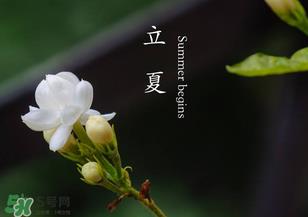 立夏开什么花?立夏有什么花? 立夏开什么花?立夏有什么花?