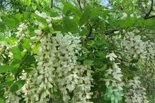 洋槐蜜的鉴别方法是什么?洋槐蜜多少钱一斤? 洋槐蜜的鉴别方法是什么?洋槐蜜多少钱一斤?