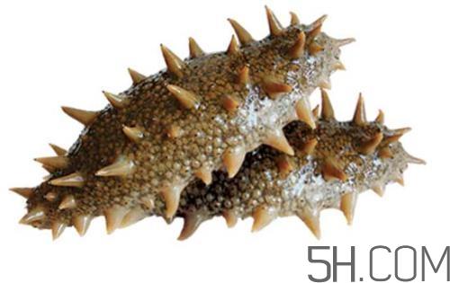 海参哪些部位不能吃？海参的禁忌人群