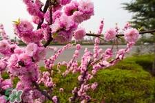 春天养生吃什么菜好?春季养生必吃四种养生菜 春天养生吃什么菜好?春季养生必吃四种养生菜