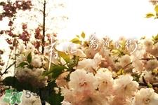 春天养生吃什么菜好?春季养生必吃四种养生菜 春天养生吃什么菜好?春季养生必吃四种养生菜