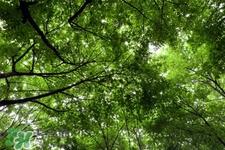 春天养生吃什么菜好?春季养生必吃四种养生菜 春天养生吃什么菜好?春季养生必吃四种养生菜