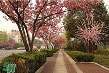 春天养生吃什么菜好?春季养生必吃四种养生菜 春天养生吃什么菜好?春季养生必吃四种养生菜