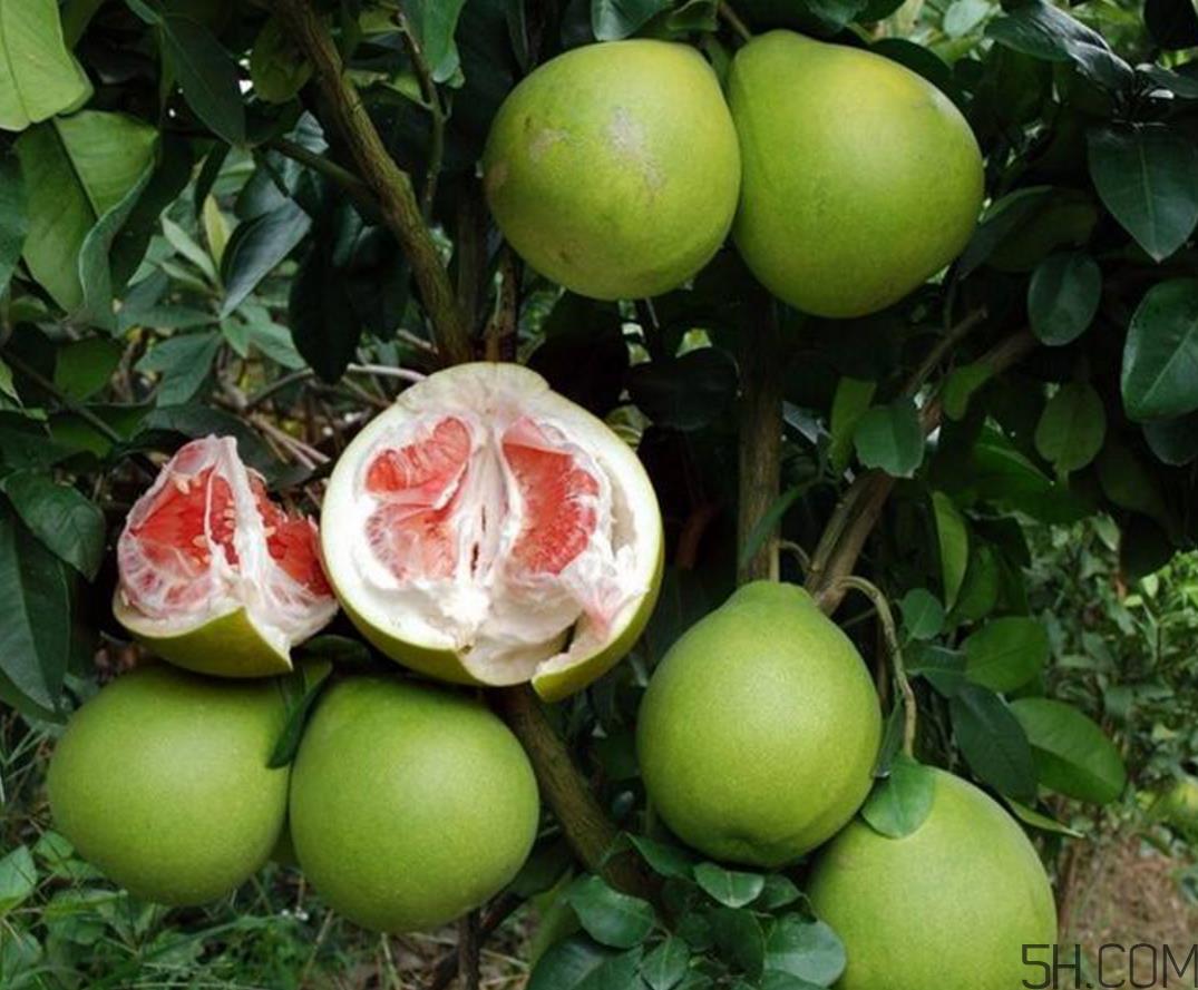 红心柚子是热性还是凉性?红心柚子是染色的吗? 红心柚子是热性还是凉性?红心柚子是染色的吗?