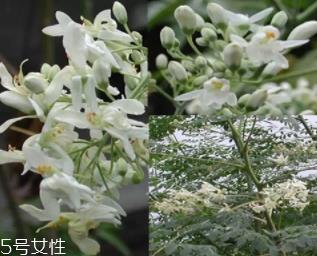 辣木茶的功效与作用 辣木茶的功效与作用