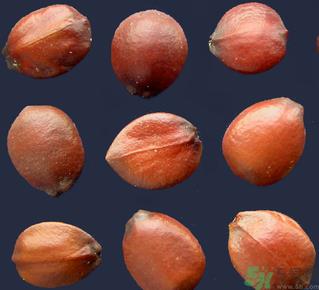 酸枣仁的功效与作用 酸枣仁的食用方法 酸枣仁的功效与作用 酸枣仁的食用方法