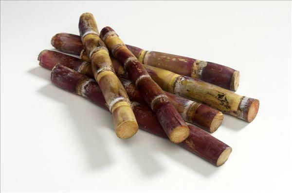 甘蔗叶的用途_甘蔗叶的功效与作用