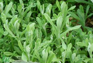 清明草可以泡茶吗？清明草泡水喝的功效