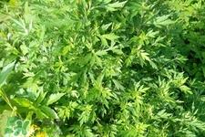 艾草可以吃吗？艾草能不能吃？