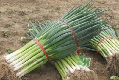 ​大葱不能和什么一起吃？大葱什么人不能吃