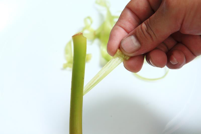 莲花各部分的作用 全身都是宝