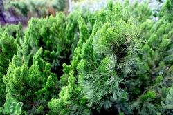 松叶可以吃吗?松叶的功效与作用 松叶可以吃吗?松叶的功效与作用