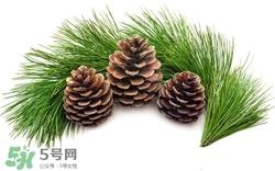 松叶可以吃吗?松叶的功效与作用 松叶可以吃吗?松叶的功效与作用