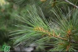 松叶可以吃吗?松叶的功效与作用 松叶可以吃吗?松叶的功效与作用