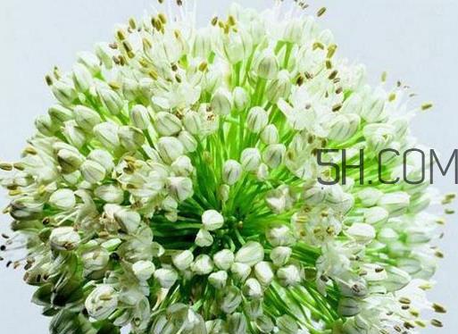 什么人不能吃韭菜花？肝火旺可以吃韭菜吗？