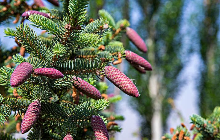 松毛泡酒能治斑秃吗 松毛泡酒还要方点什么