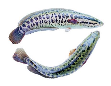 黑鱼为什么有粘液 是这个原因 黑鱼为什么有粘液 是这个原因