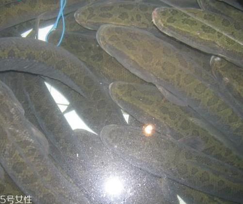 黑鱼为什么有粘液 是这个原因 黑鱼为什么有粘液 是这个原因