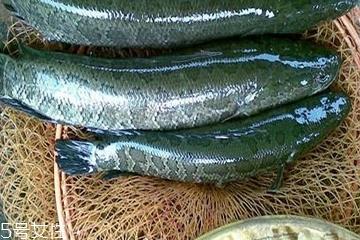 黑鱼为什么有粘液 是这个原因 黑鱼为什么有粘液 是这个原因