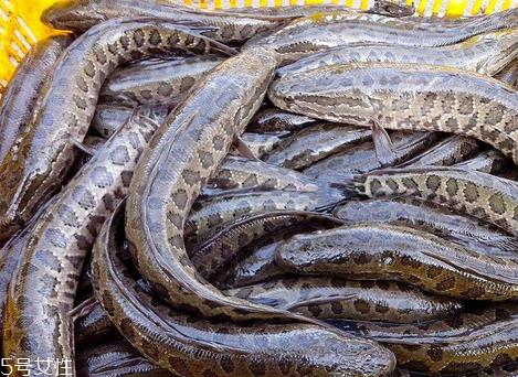 黑鱼为什么有粘液 是这个原因 黑鱼为什么有粘液 是这个原因