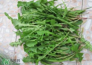 婆婆丁根泡水喝有什么好处?婆婆丁根泡水喝的功效与作用 婆婆丁根泡水喝有什么好处?婆婆丁根泡水喝的功效与作用