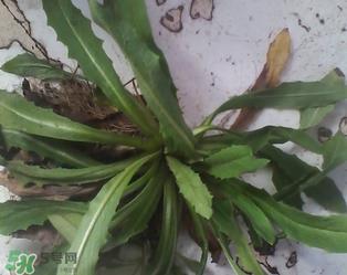 婆婆丁根泡水喝有什么好处?婆婆丁根泡水喝的功效与作用 婆婆丁根泡水喝有什么好处?婆婆丁根泡水喝的功效与作用