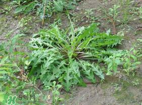 婆婆丁根泡水喝有什么好处?婆婆丁根泡水喝的功效与作用 婆婆丁根泡水喝有什么好处?婆婆丁根泡水喝的功效与作用