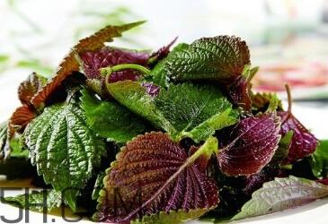 紫苏的功效和作用是什么?紫苏可以和鸡蛋就一起吃吗? 紫苏的功效和作用是什么?紫苏可以和鸡蛋就一起吃吗?